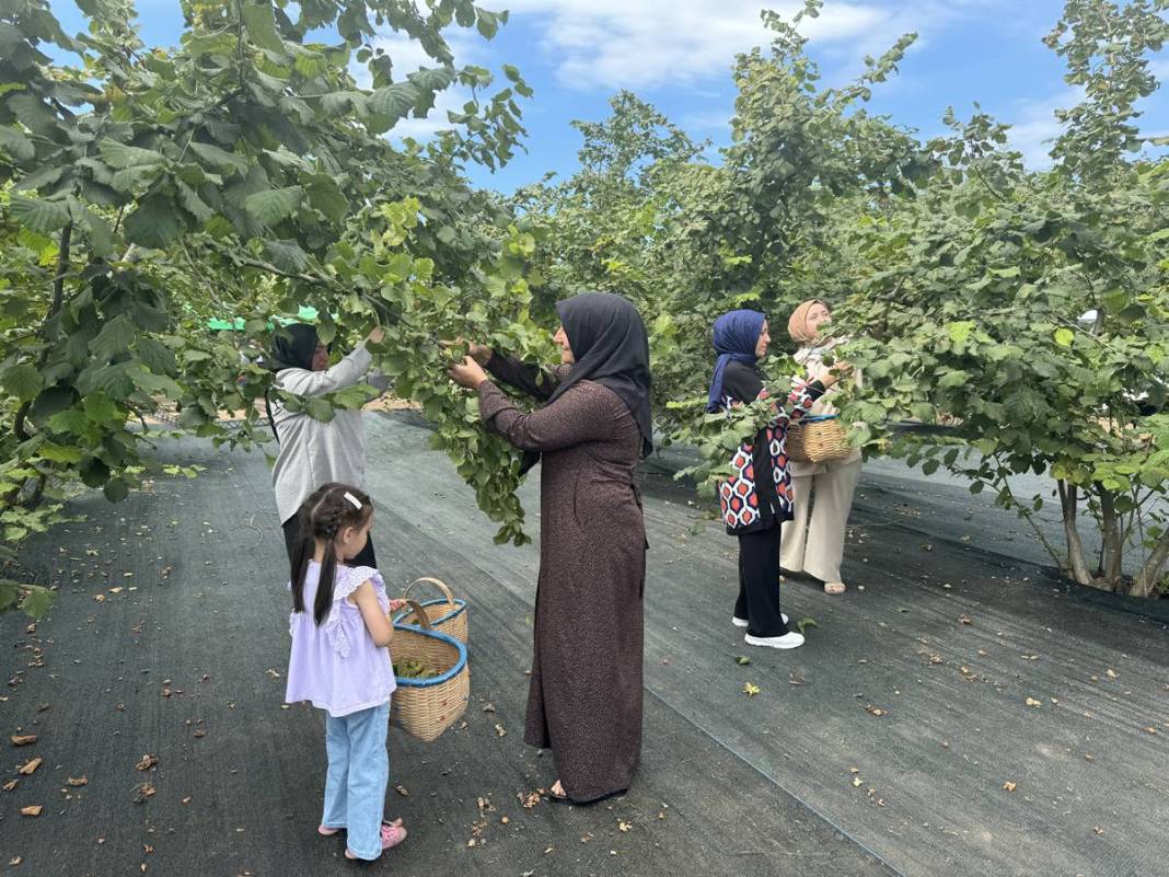 Yurt dışına tonlarca ihraç ediliyor: Hasat başladı! Fındıkta rekor rekolte bekleniyor 5